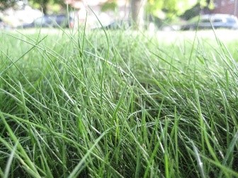 Fine fescue