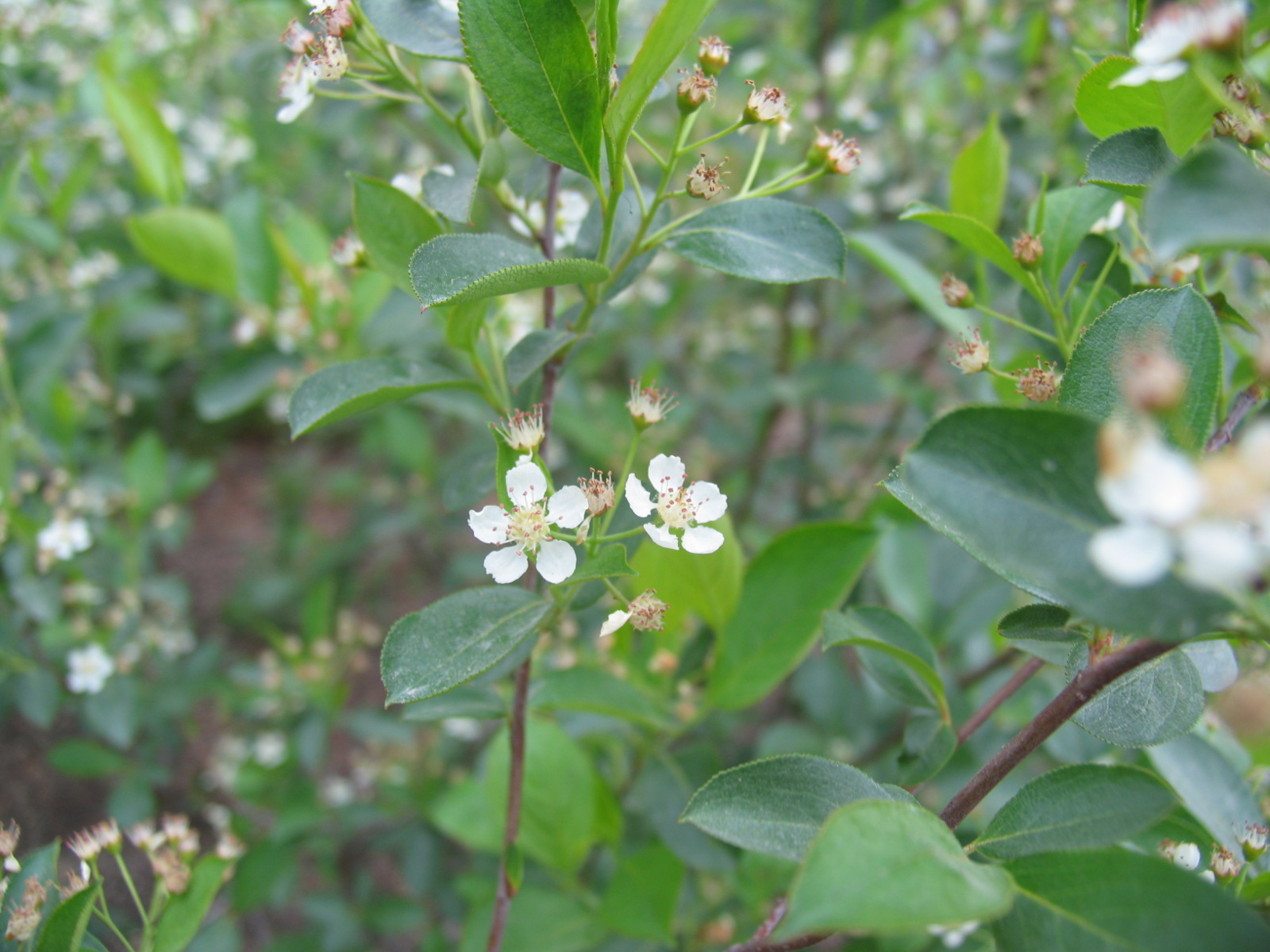 Chokeberry, Iroquois Beauty2